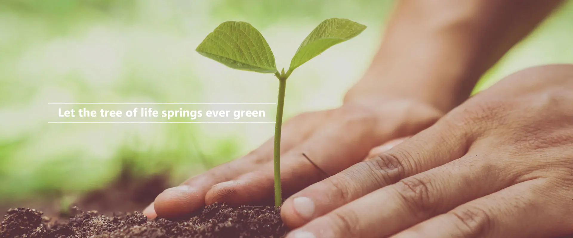 Ať se strom života věčně zelený